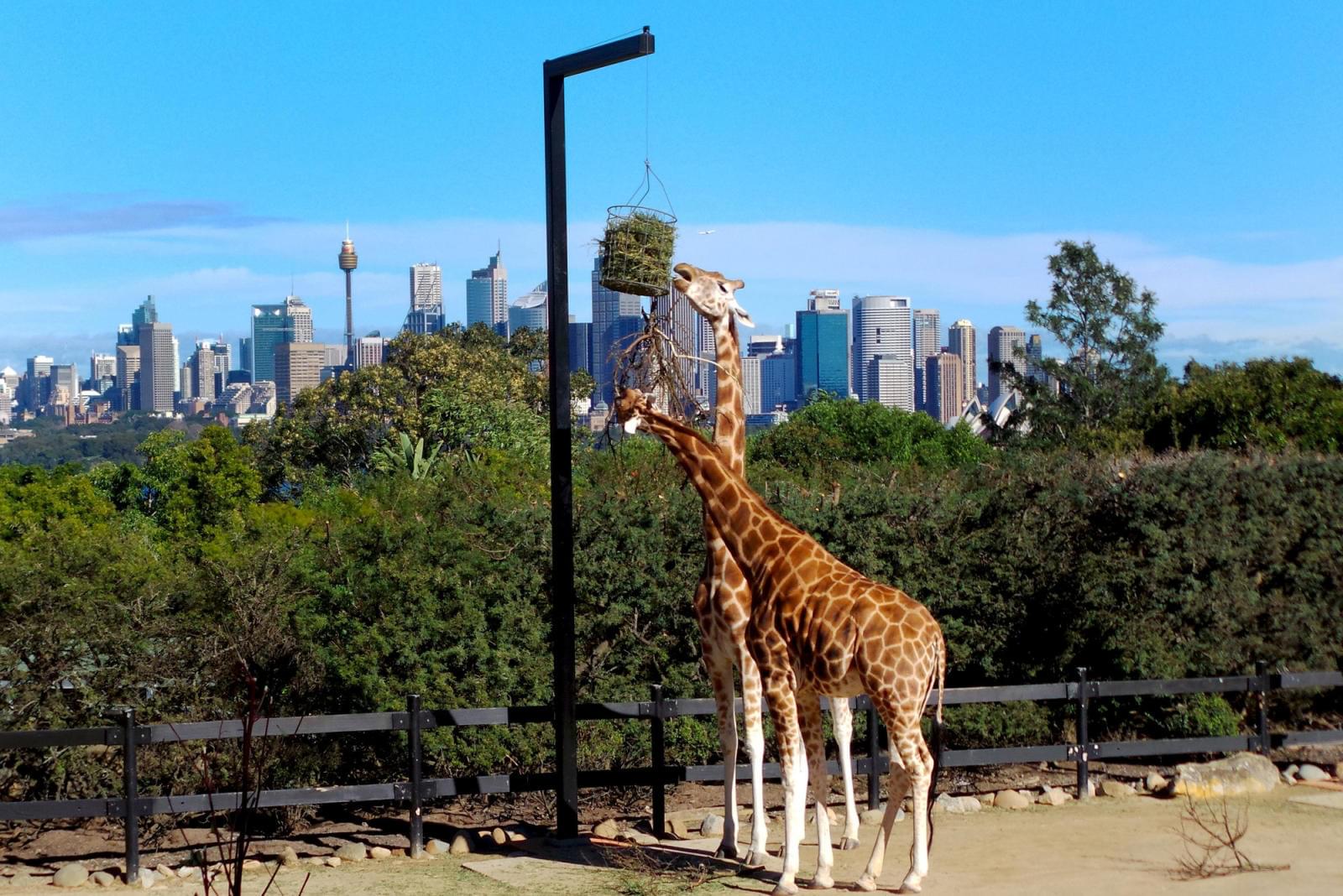 Vườn Bách thú Taronga, New South Wales